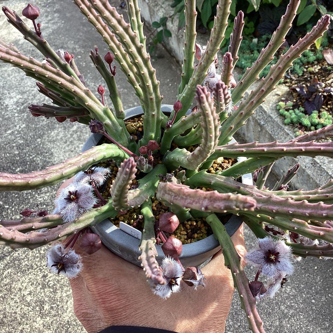 Stapelia paniculata ssp. paniculata 　激レア