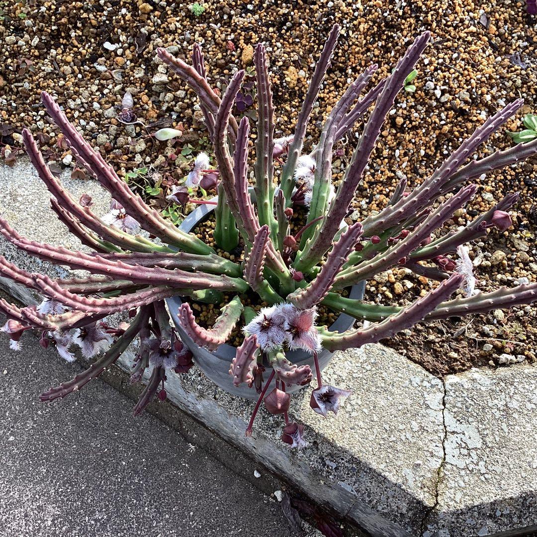 Stapelia paniculata ssp. paniculata 　激レア