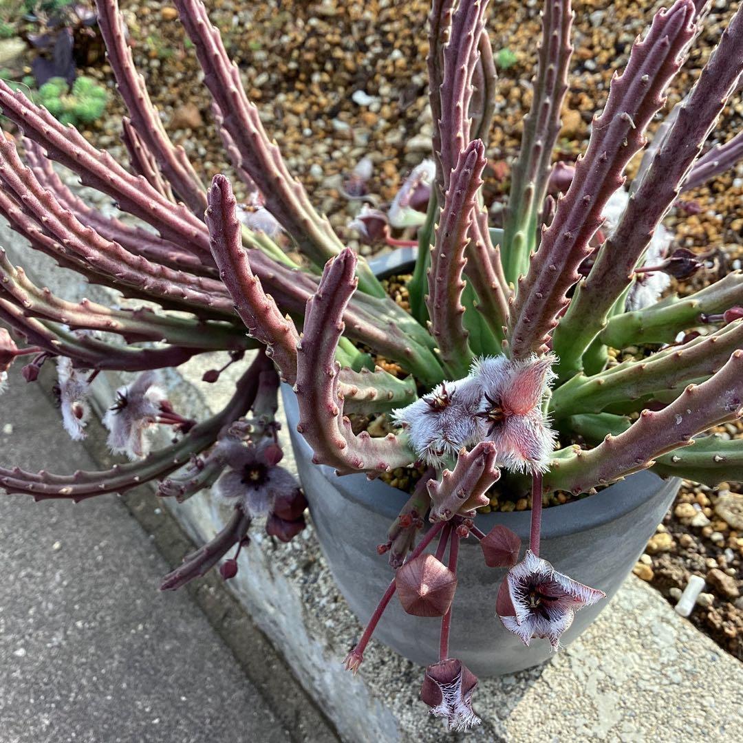 Stapelia paniculata ssp. paniculata 　激レア