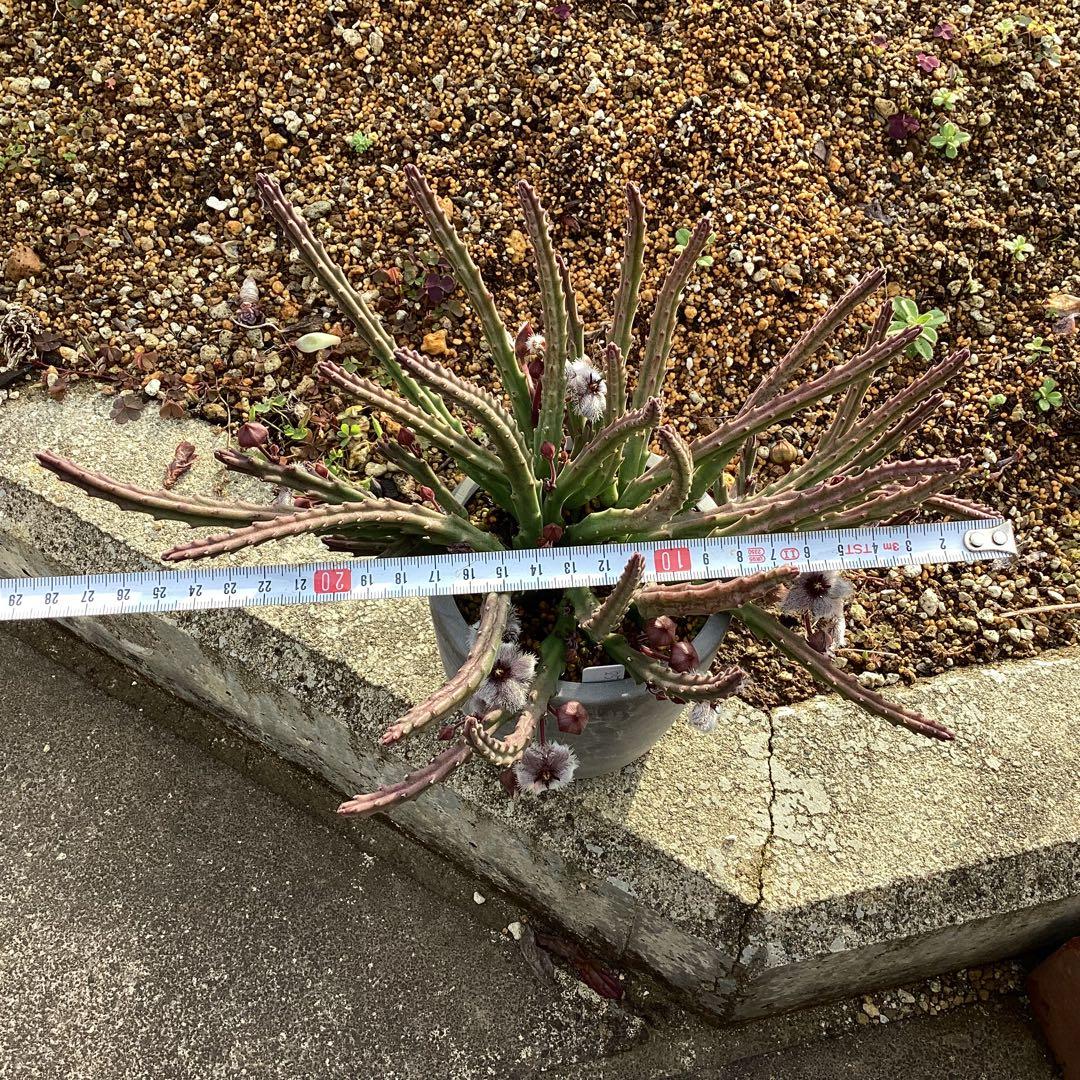 Stapelia paniculata ssp. paniculata 　激レア