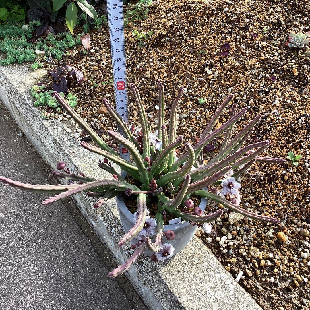 Stapelia paniculata ssp. paniculata 　激レア