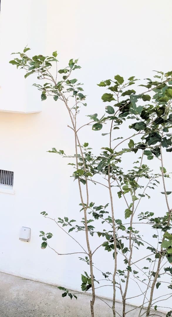 希少雄株。山採りソヨゴ。