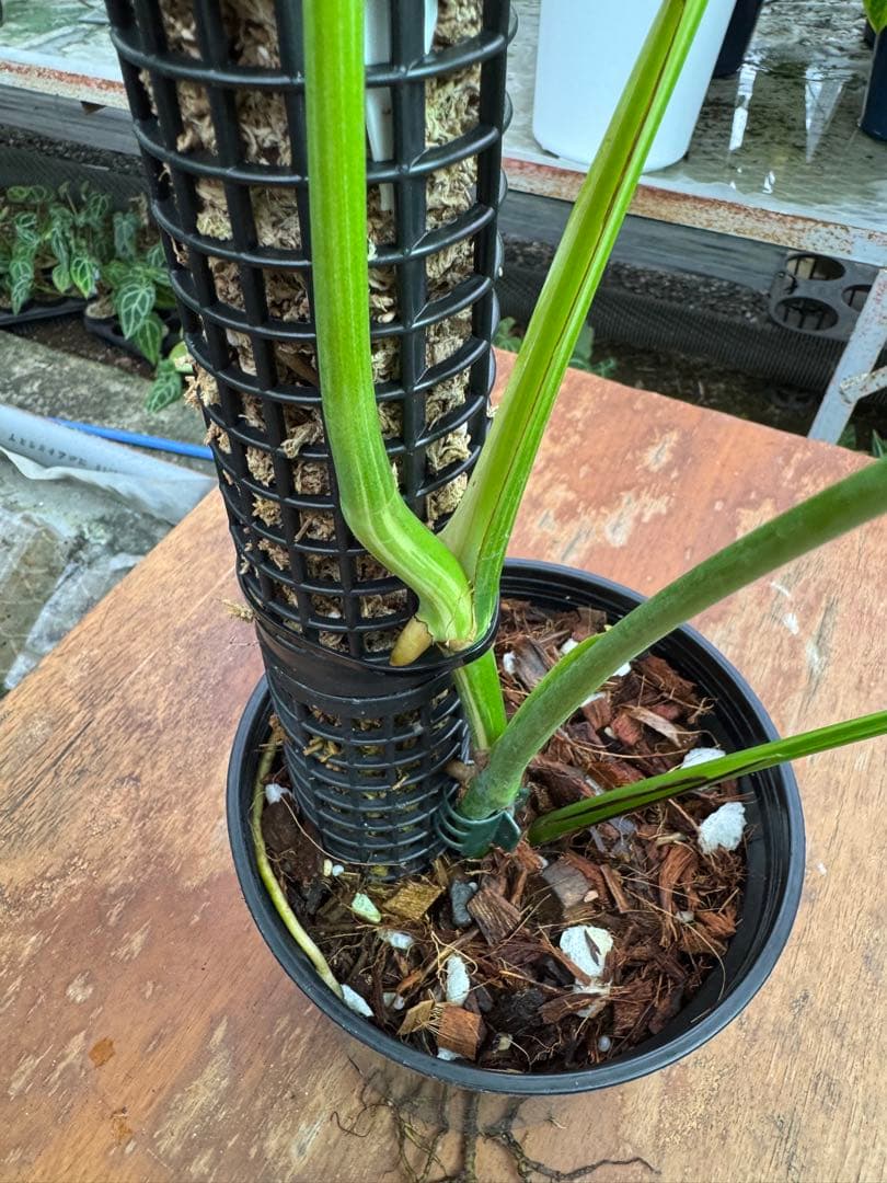 モンステラ　セブブルー　ミント　鉢モスポール付き　健康株　Cebu blue