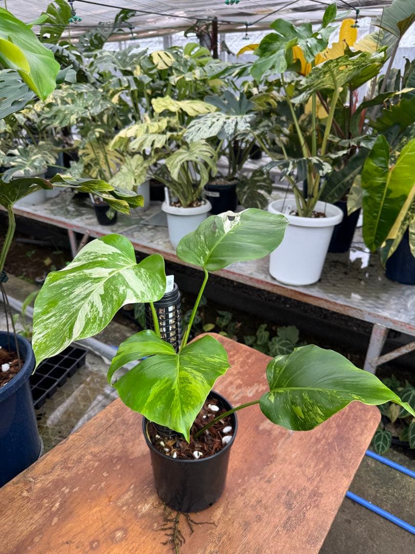 モンステラ　セブブルー　ミント　鉢モスポール付き　健康株　Cebu blue