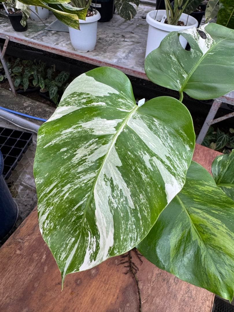 モンステラ　セブブルー　ミント　鉢モスポール付き　健康株　Cebu blue