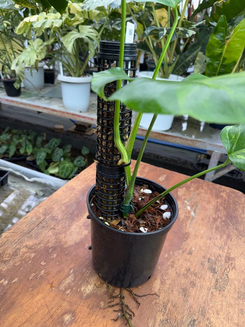 モンステラ　セブブルー　ミント　鉢モスポール付き　健康株　Cebu blue