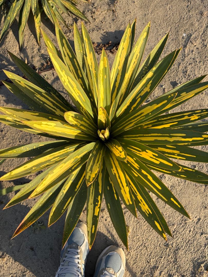 ユッカグロリオサ　散り斑　② 直接取り引き可能