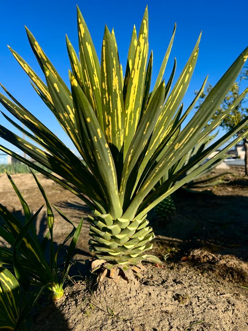 ユッカグロリオサ　散り斑　② 直接取り引き可能