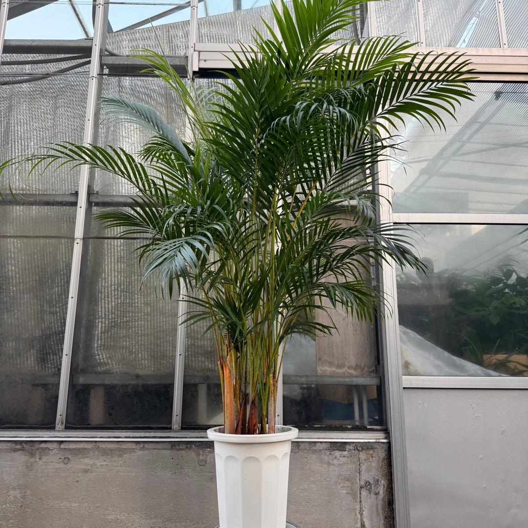 【特級品】送料込 超特大！アレカヤシ 10号鉢 約200cm 特大苗多数株
