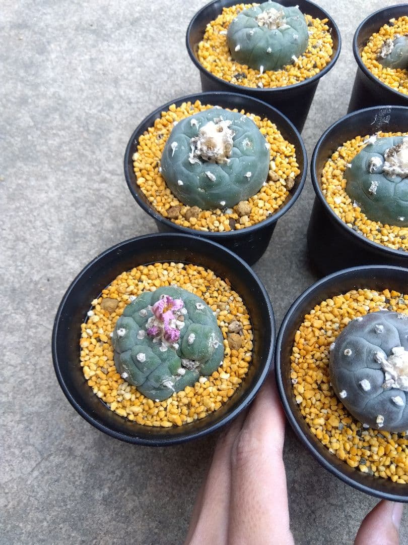 サボテン　烏羽玉　ロフォフォラ　3号鉢つき　9鉢セット❗　あ