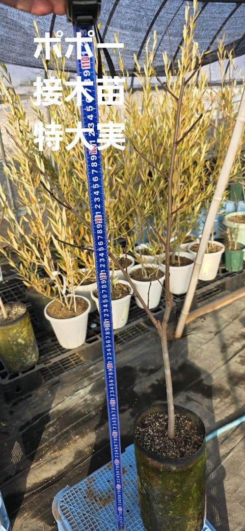 ② ポポー 接木苗