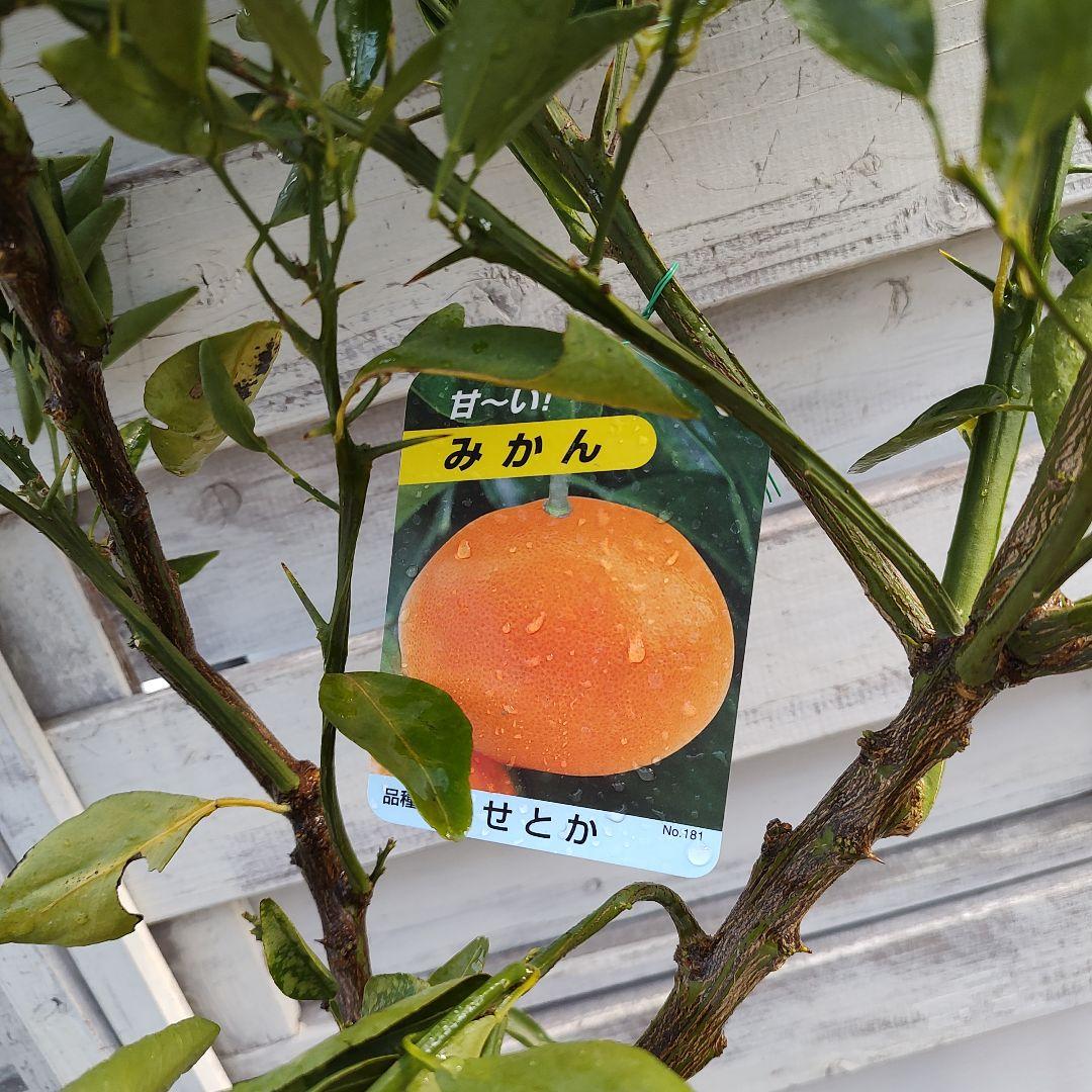 せとか 3年生 登録品種 苗木