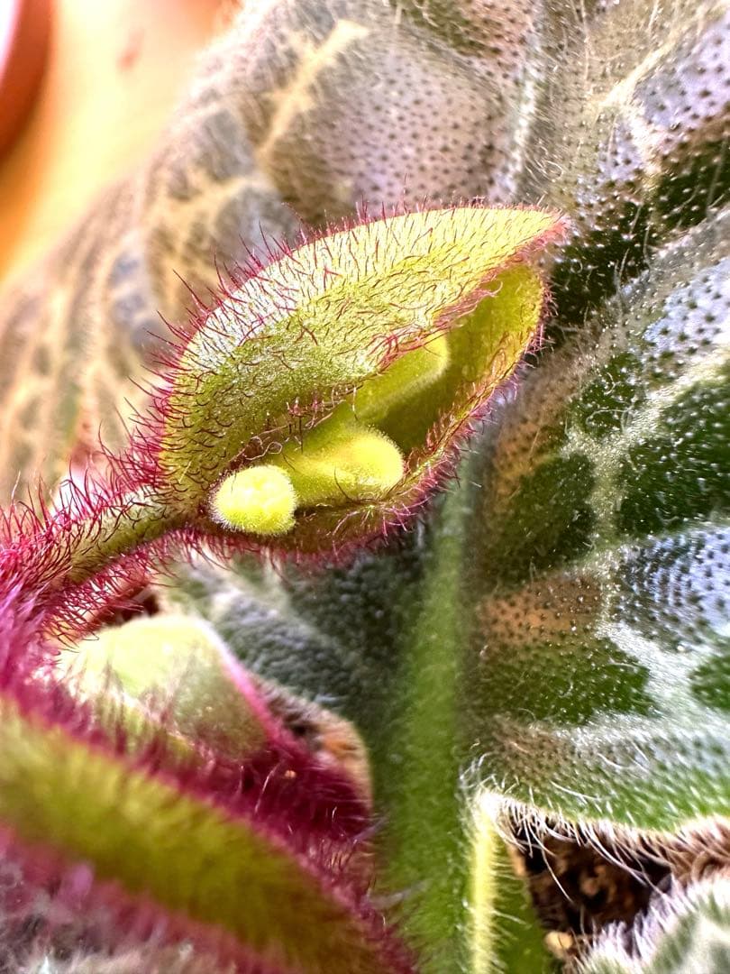 ストレプトカーパス　プリティタートル