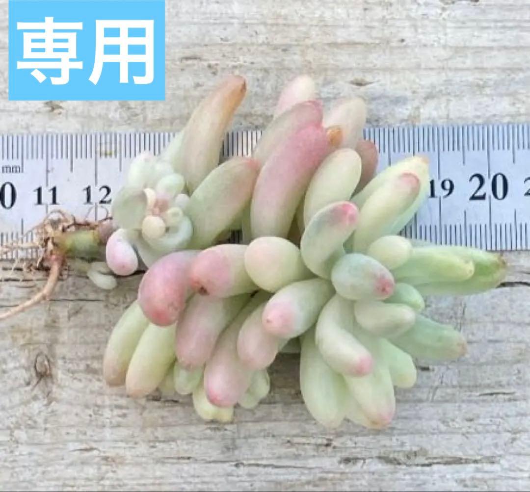 お纏め　多肉植物　乙女心錦　未発根