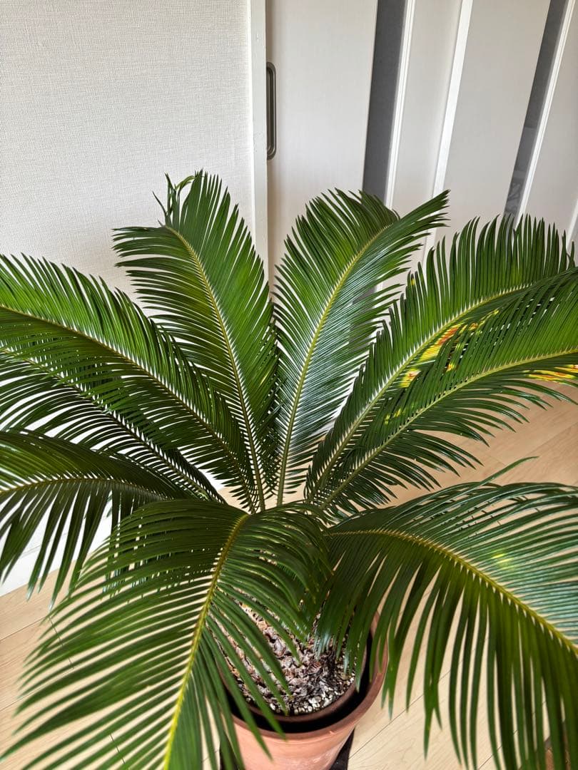 【希少】 極太　美株　ソテツ　　ドライガーデン　シンボルツリー