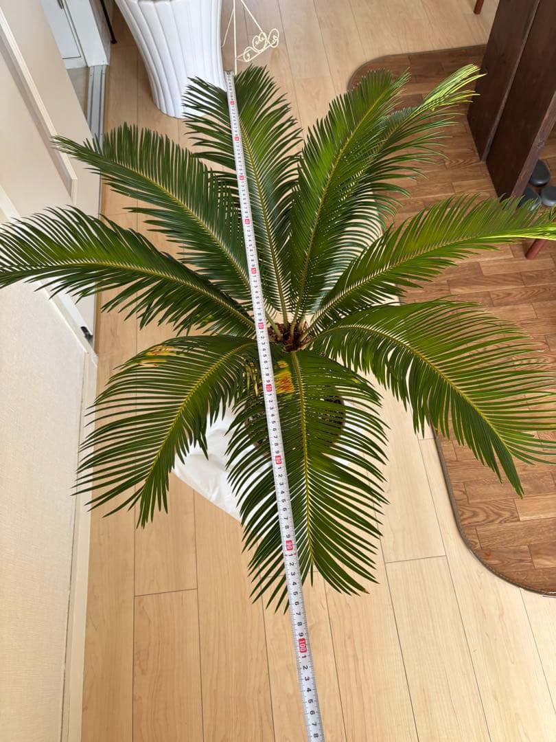 【希少】 極太　美株　ソテツ　　ドライガーデン　シンボルツリー