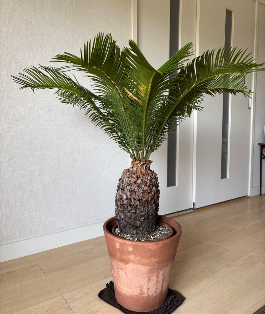 【希少】 極太　美株　ソテツ　　ドライガーデン　シンボルツリー