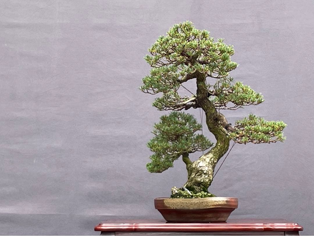 三河盆栽　五葉松　盆栽　九重