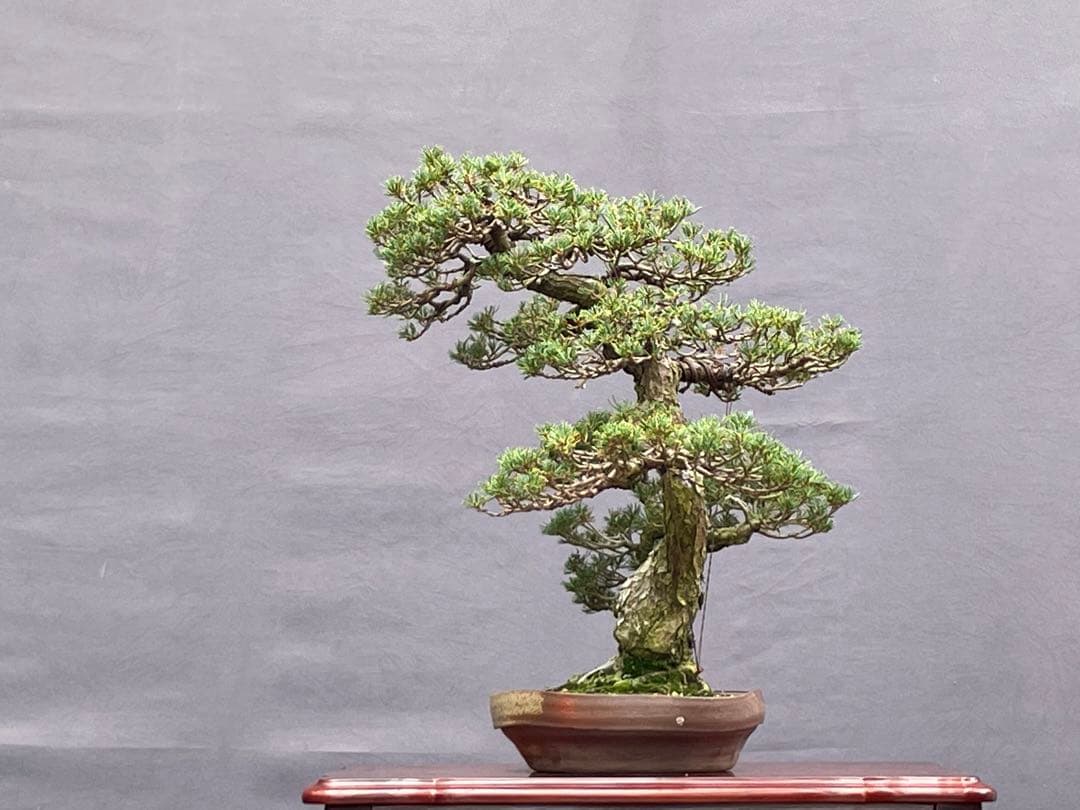 三河盆栽　五葉松　盆栽　九重