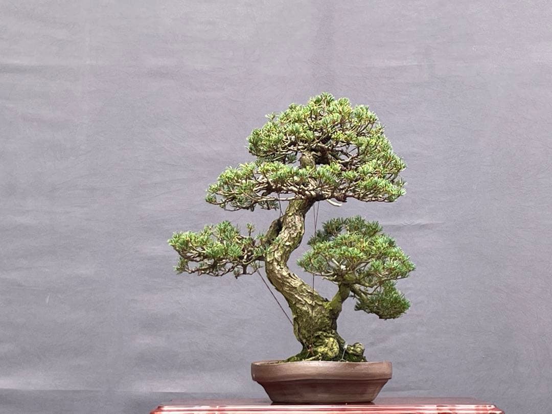 三河盆栽　五葉松　盆栽　九重