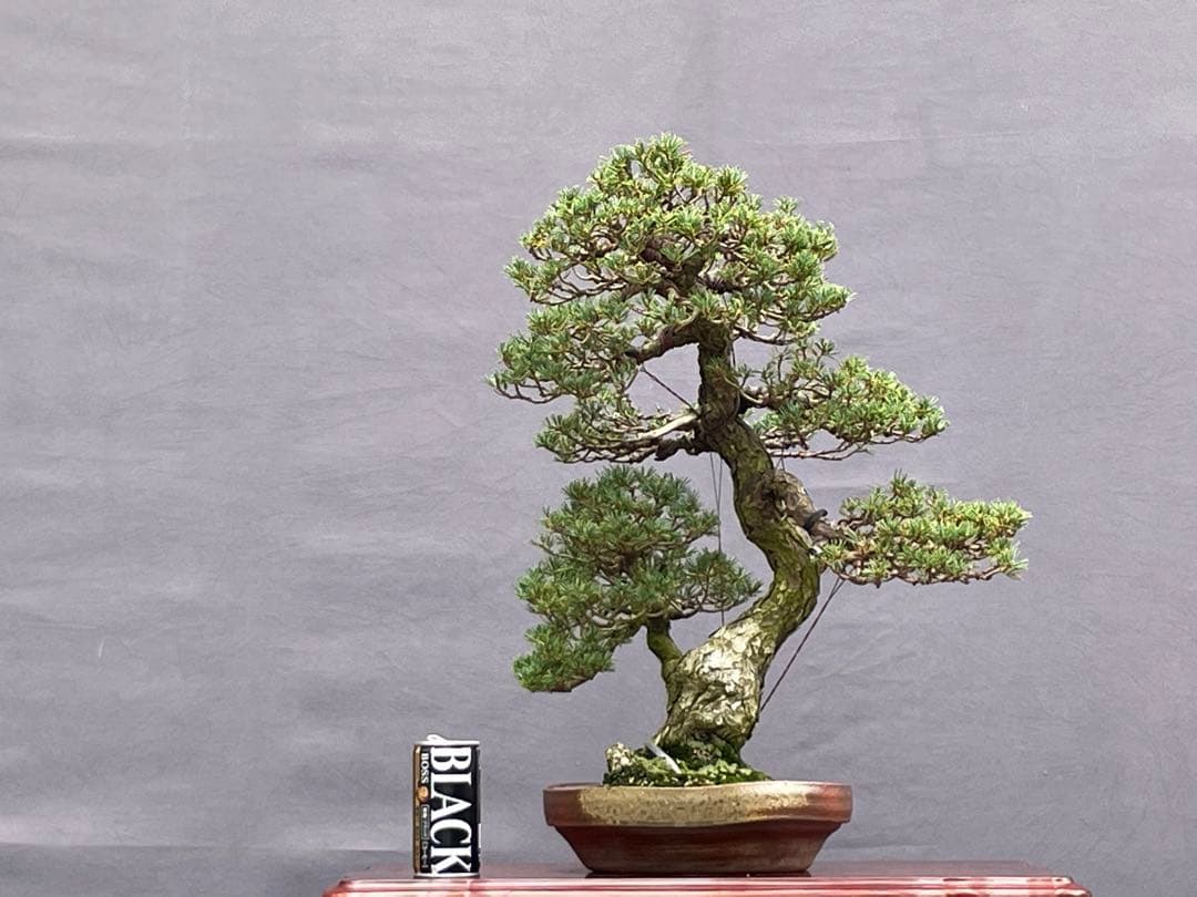 三河盆栽　五葉松　盆栽　九重