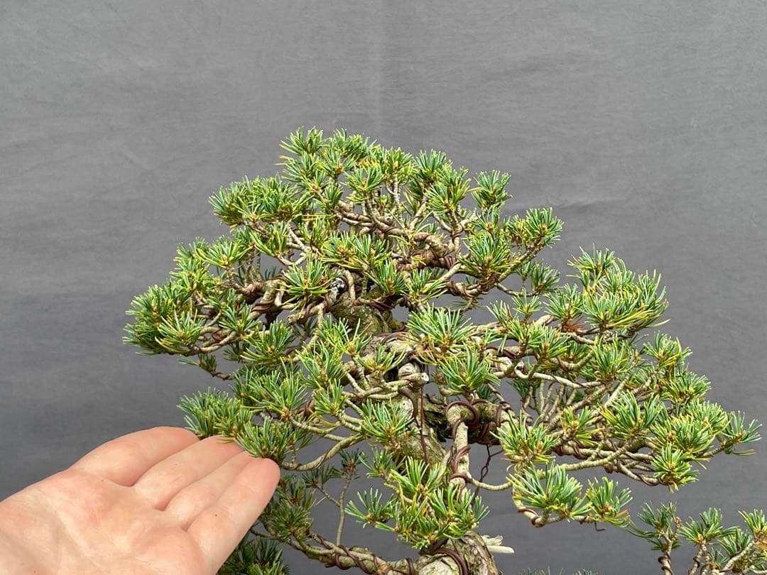 三河盆栽　五葉松　盆栽　九重