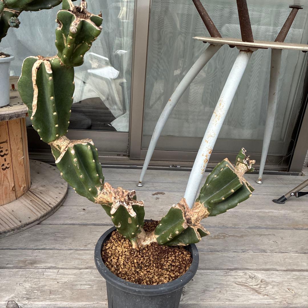 柱サボテン　棘無し　鬼面角　ブランチ　9月16日