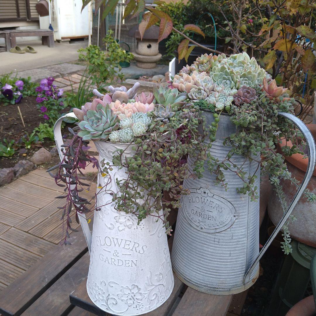 【超特大】多肉植物　そのまま飾れる寄せ植え　大きな大きなミルクピッチャー寄せ
