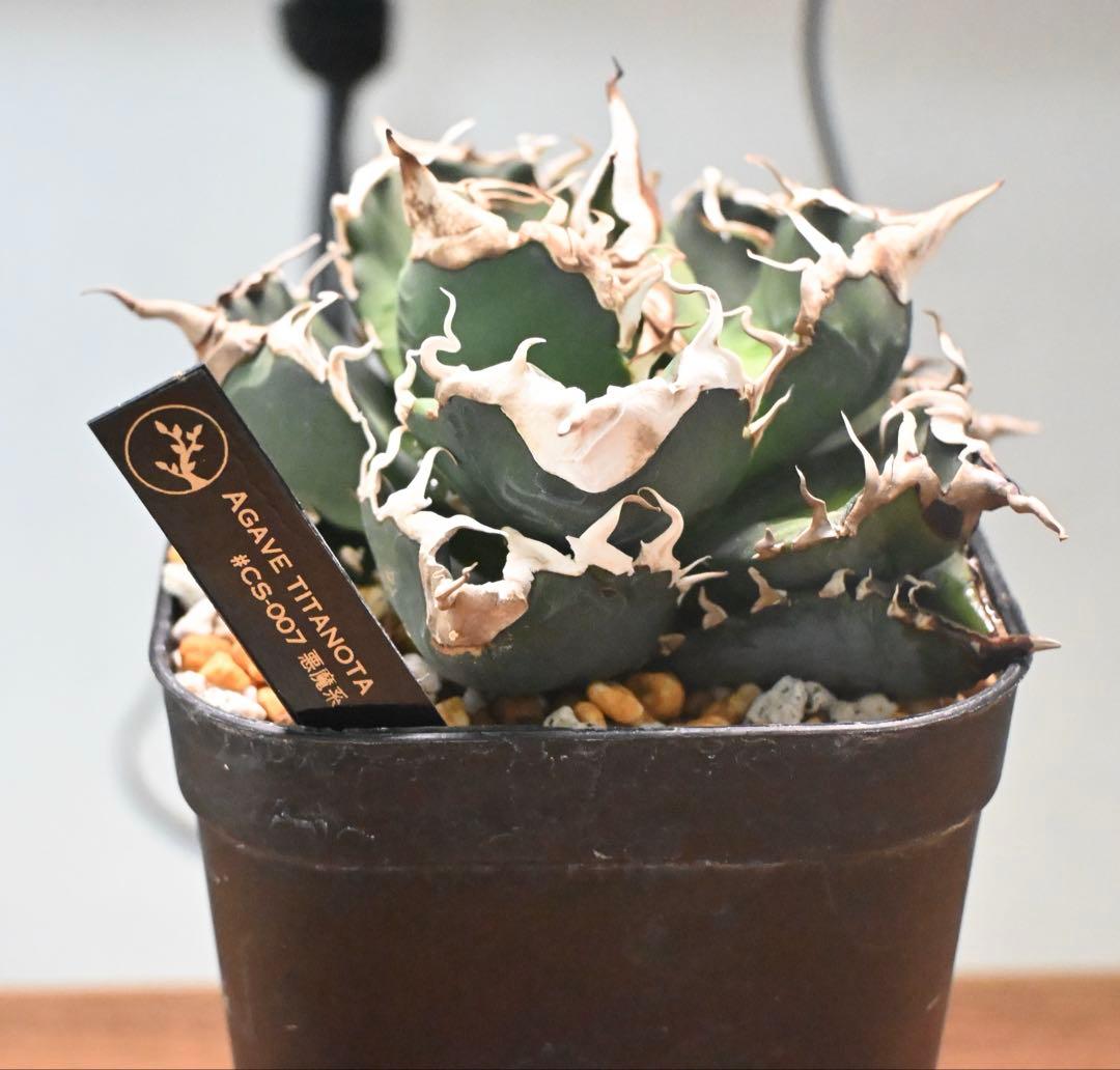 【子株】AGAVE TITANOTA #CS-007 悪魔系