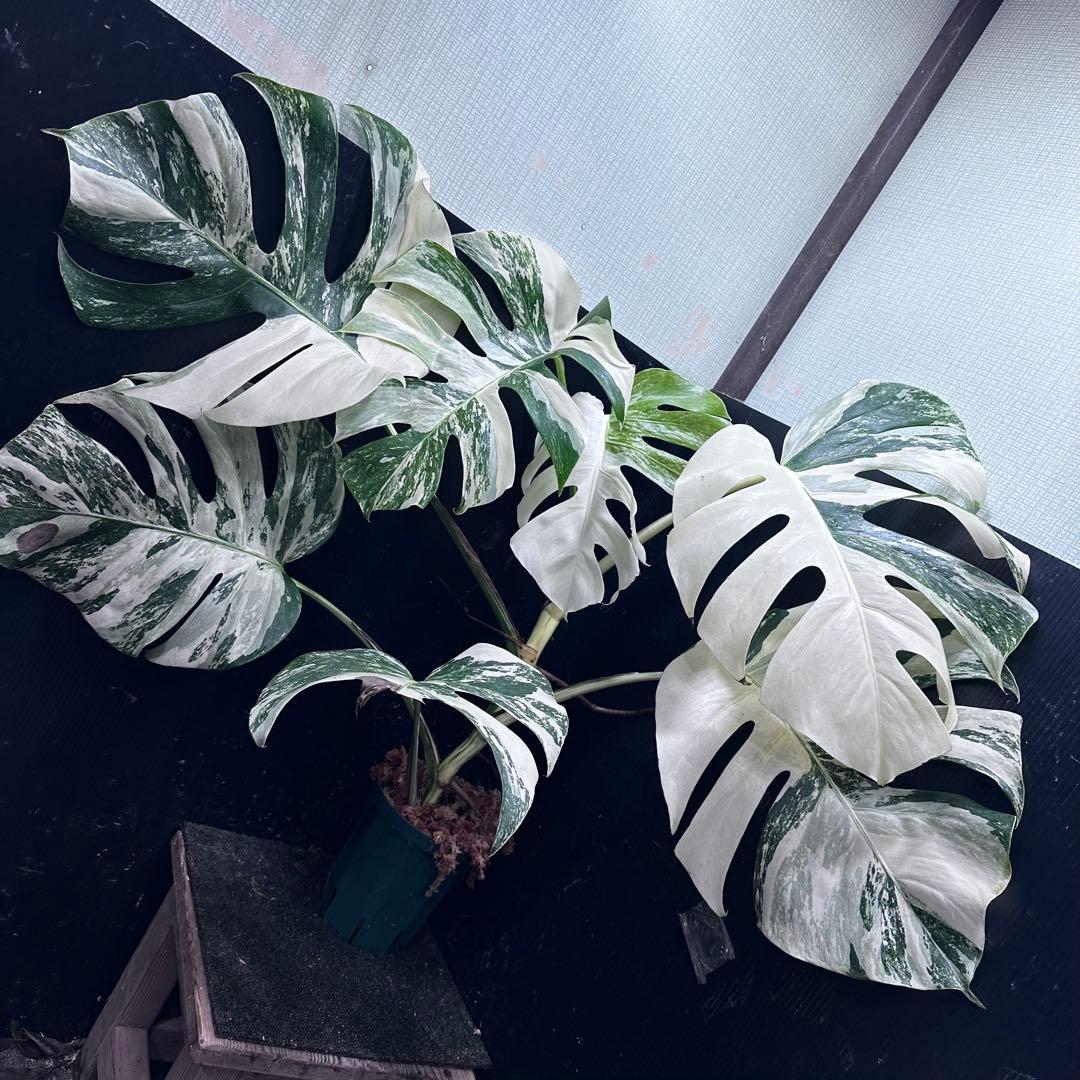斑入りモンステラ ホワイトタイガー極美大株74cm白斑多
