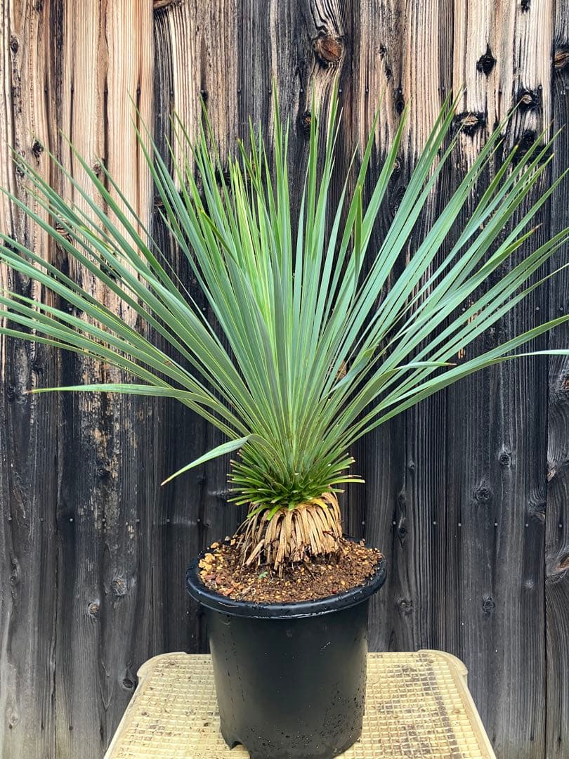 ユッカ ロストラータ　実生1 鉢付き