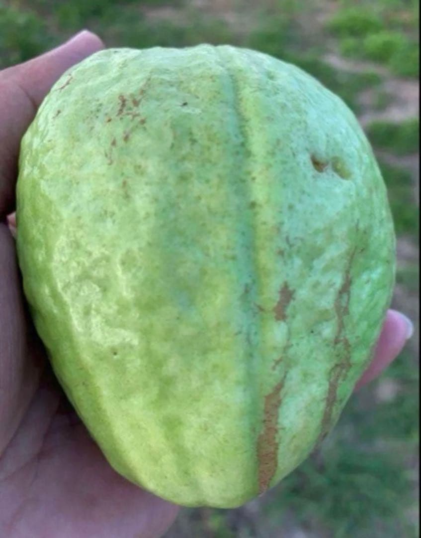 台湾グアバ取木苗木　改良品種　番石榴 芭乐　バンシル