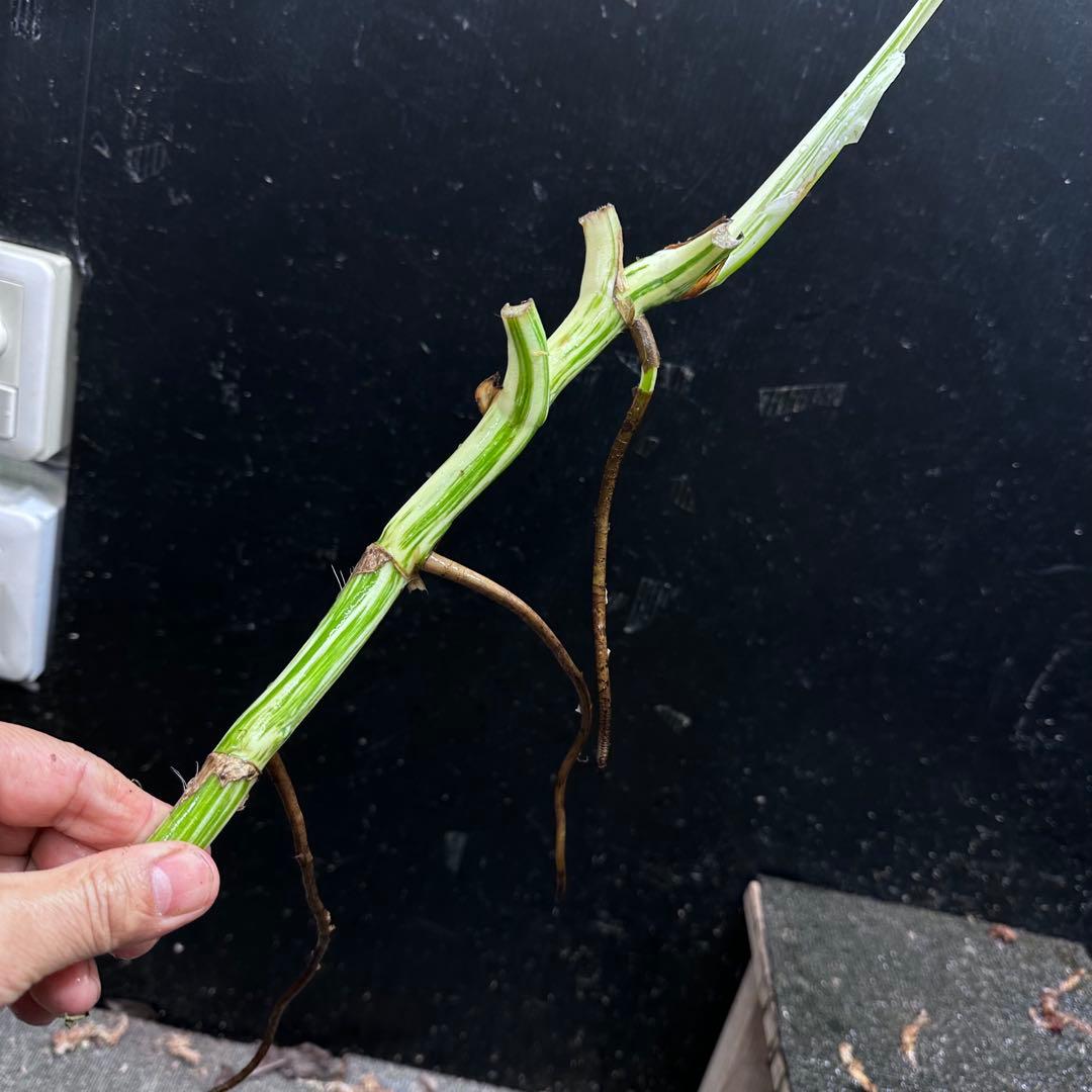 な*け様 斑入りモンステラホワイトタイガー茎7株おまとめ