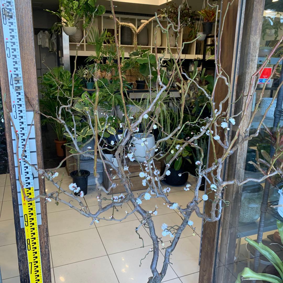 雲竜梅　ウンリュウバイ 10号