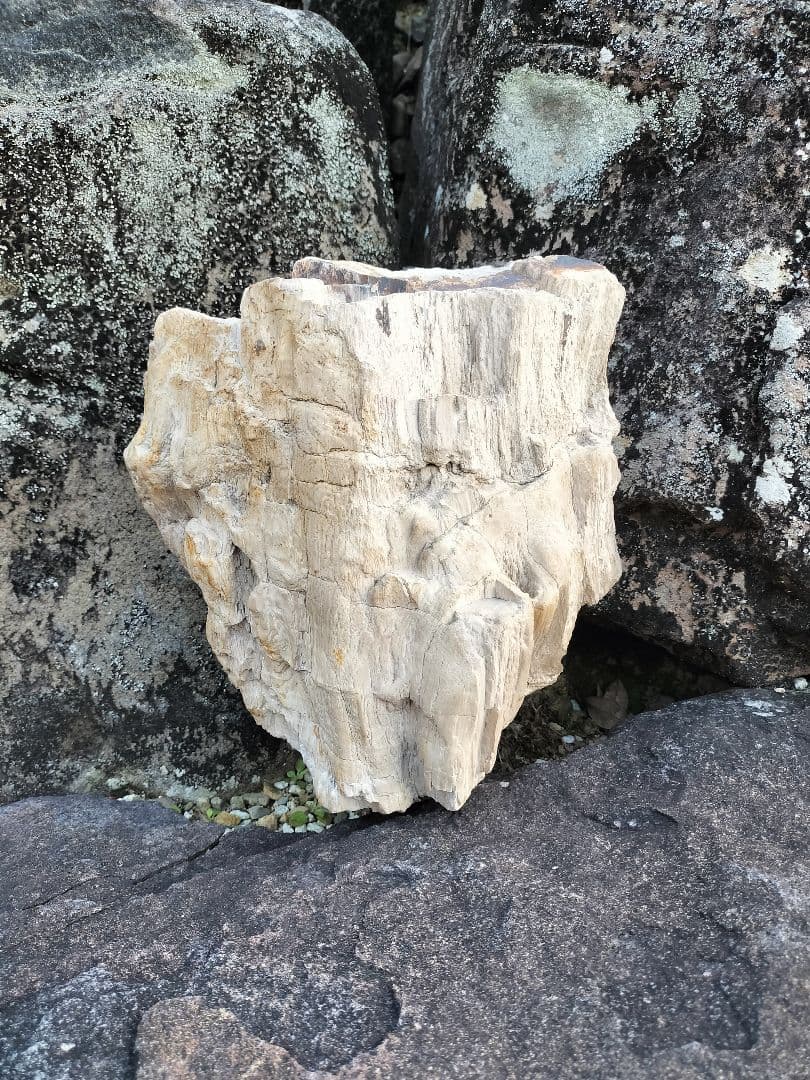 【珪化木】木化石 インテリア鑑賞石 天然石