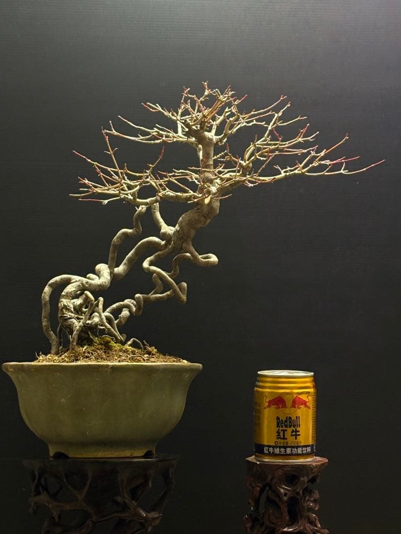 週末大幅値下げ❗️[盆栽]ヤマモミジ//楓/カエデ/松/真柏