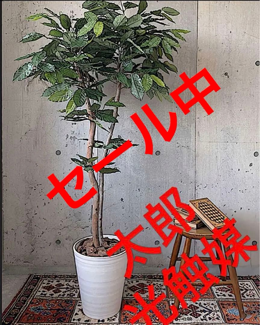 光触媒　人工観葉植物　ウォールグリーン　フェイクグリーン　コーヒーの木g@'t