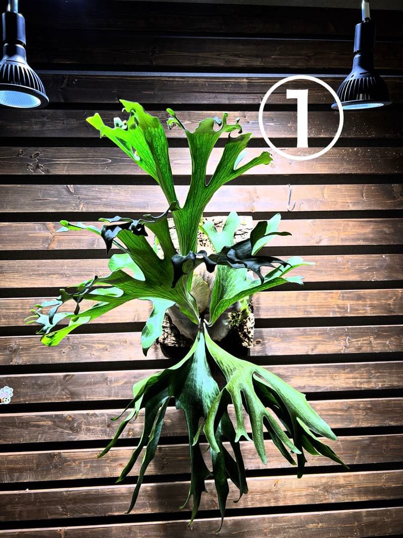 P.Hillii .Dragon OC① | ヒリー　ドラゴン　板付