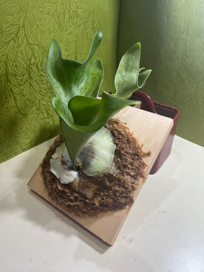 P.Hillii .Dragon OC① | ヒリー　ドラゴン　板付