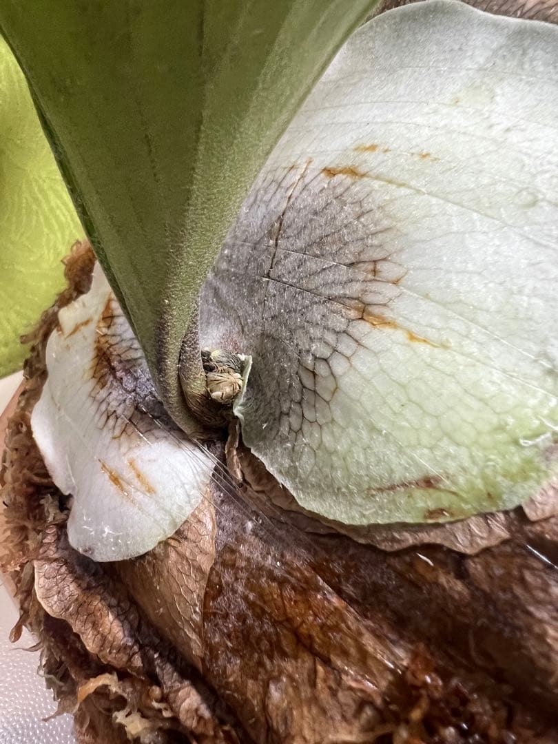 P.Hillii .Dragon OC① | ヒリー　ドラゴン　板付