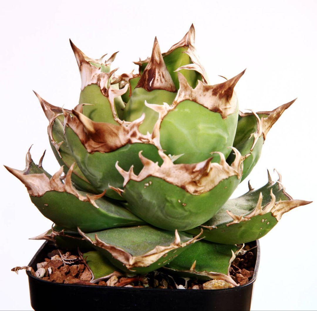 トリケラトプスtriceratops白犀カクタスグリーンCACTUS GREEN