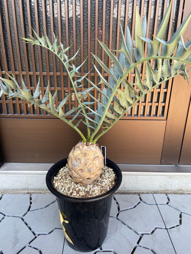 Encephalartos ホリダス　発根済み