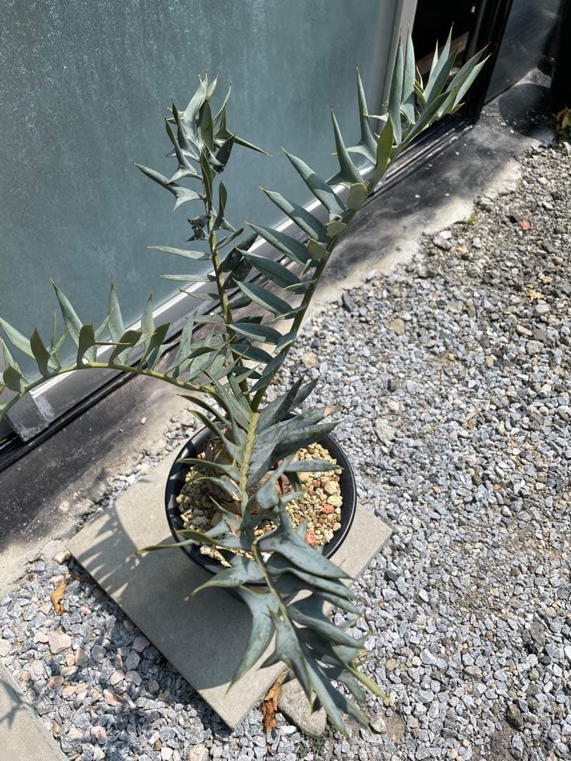 Encephalartos ホリダス　発根済み