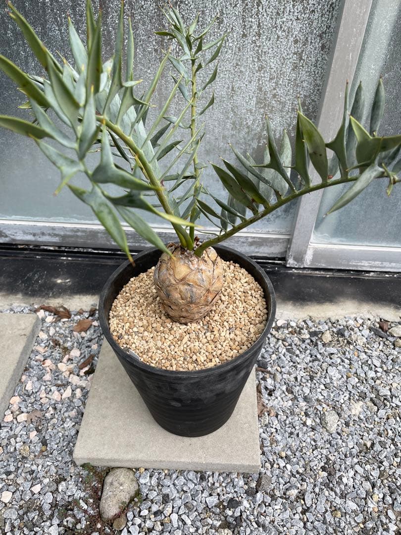 Encephalartos ホリダス　発根済み