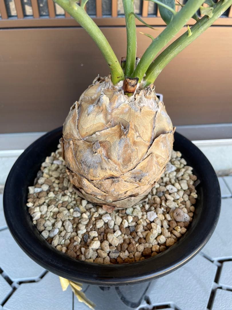 Encephalartos ホリダス　発根済み