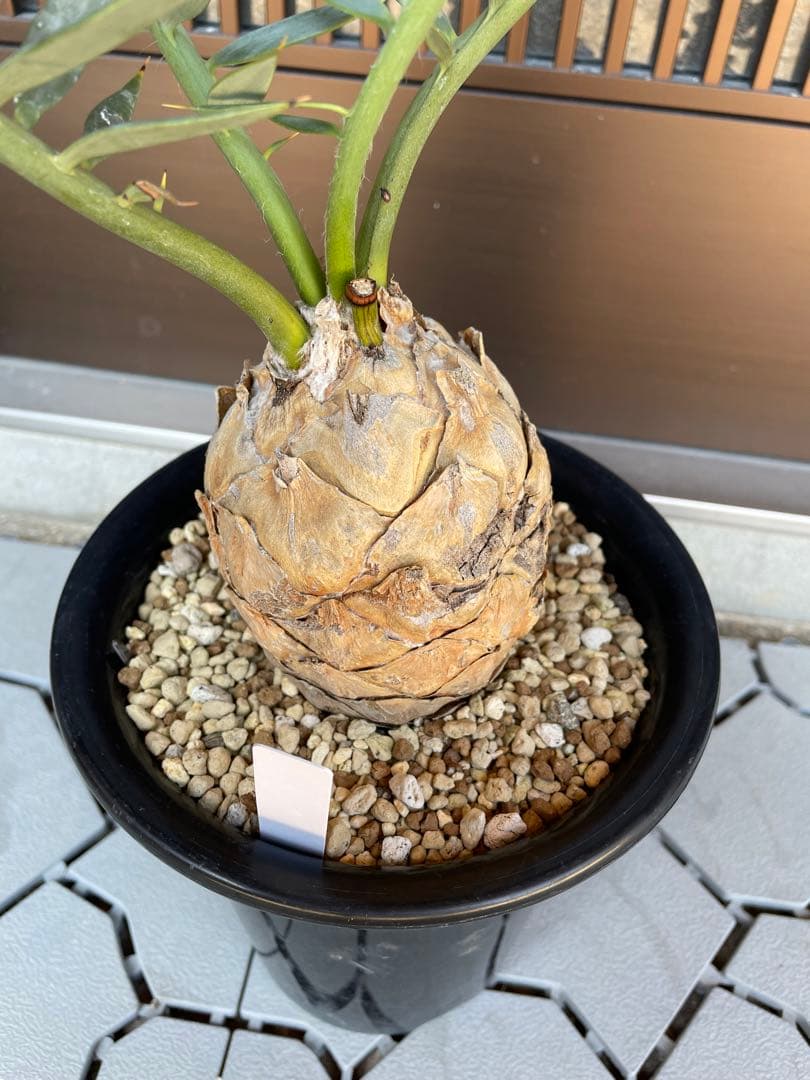 Encephalartos ホリダス　発根済み