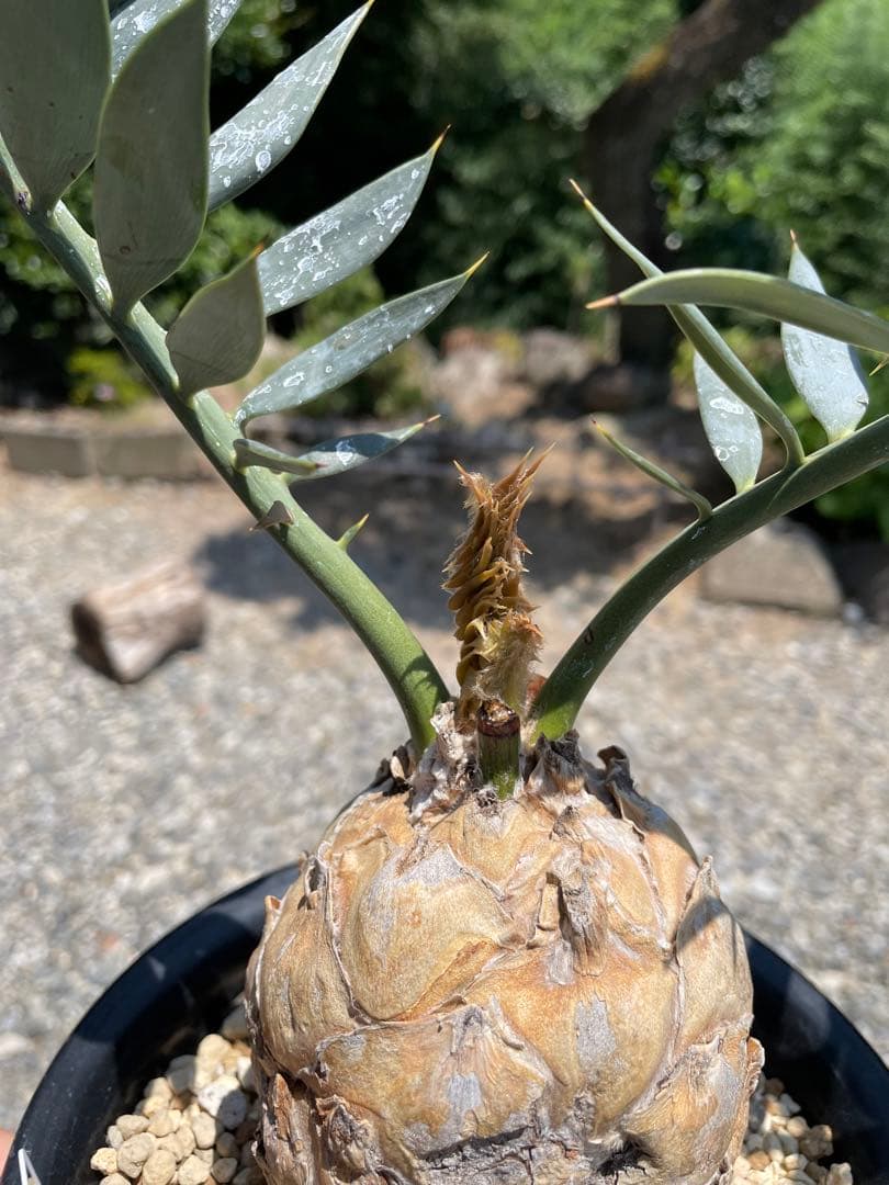 Encephalartos ホリダス　発根済み