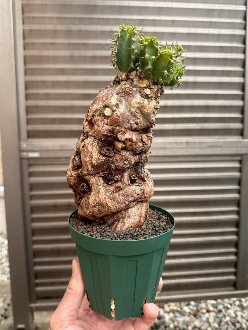 ユーフォルビア ムランジーナ 現地株