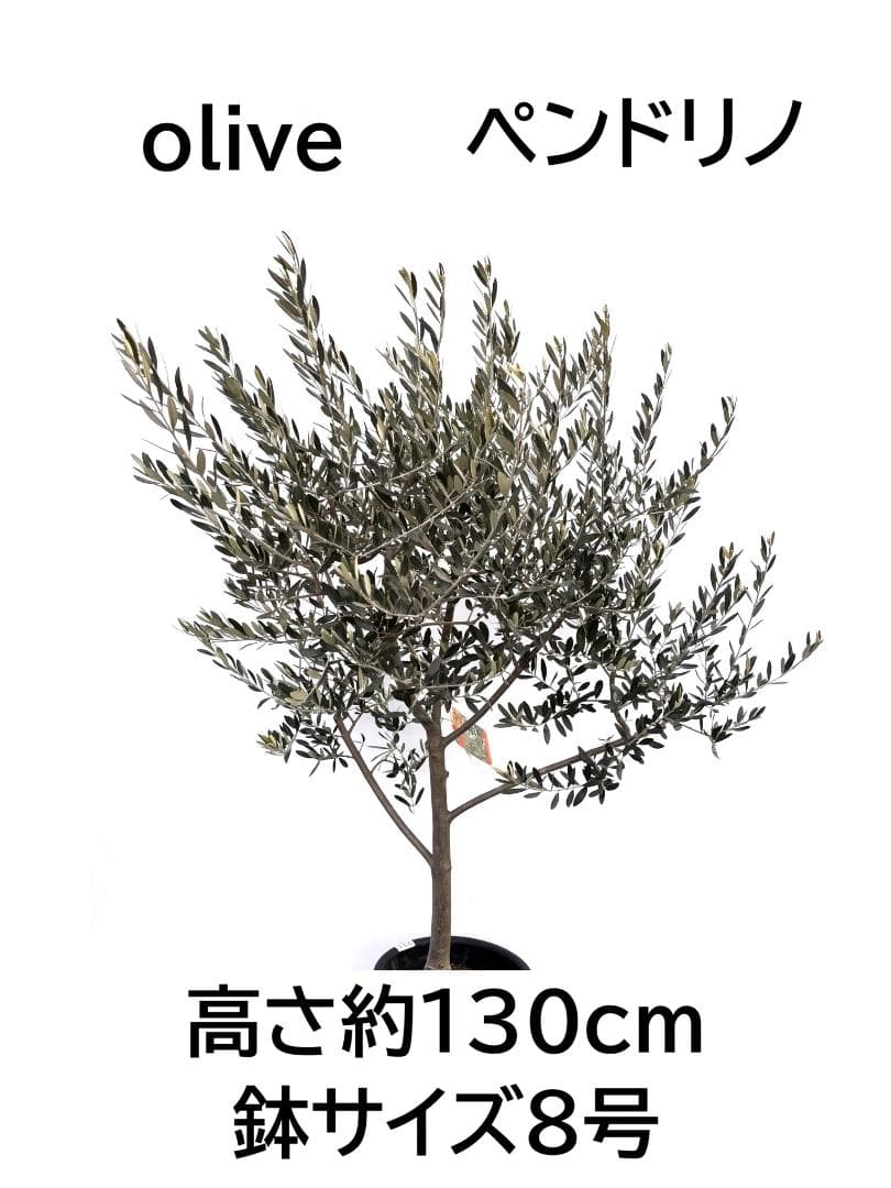 オリーブの木　ペンドリノ　8号　約130cm　K-331　現品掲載