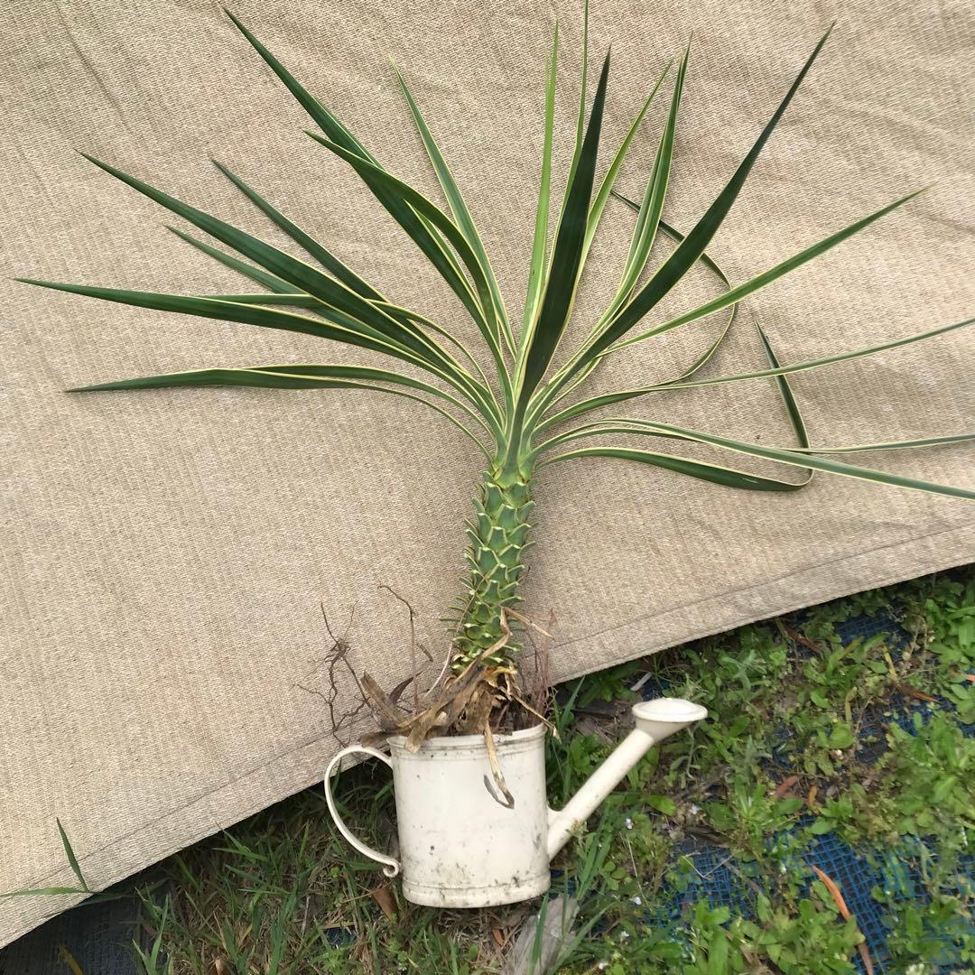 ユッカアロイフォリア